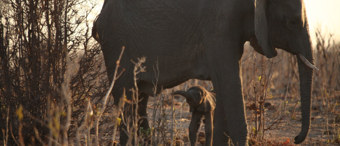 Machaba Botswana Chobe Ngoma Sighting June 2020 Body Image Elephants Machaba Botswana Chobe Ngoma Sighting June 2020 Body Image Elephants