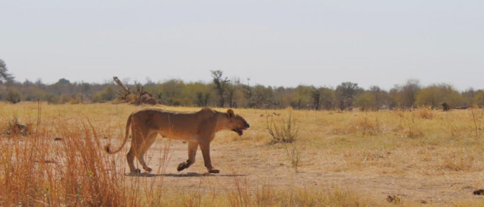 A lioness prowls in Hwange National Park. A lioness prowls in Hwange National Park.