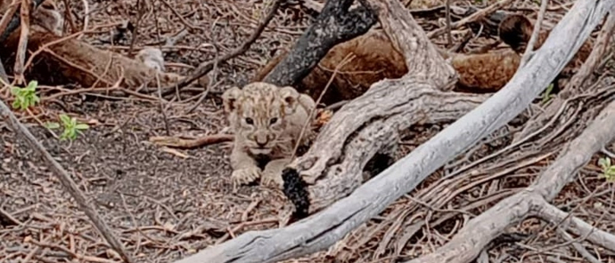 Machaba Deteema Springs Camp October Lion Cub Machaba Deteema Springs Camp October Lion Cub