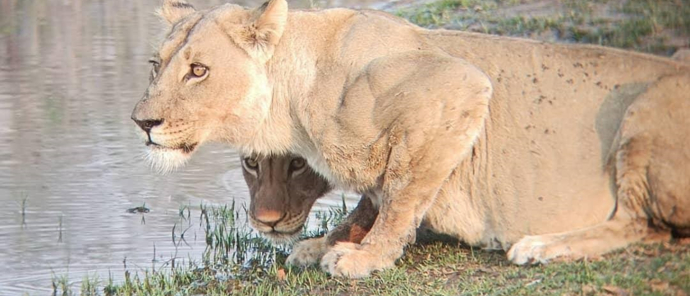 Machaba Camp Wildlife Sightings January 2025 Lionesses Drinking Machaba Camp Wildlife Sightings January 2025 Lionesses Drinking