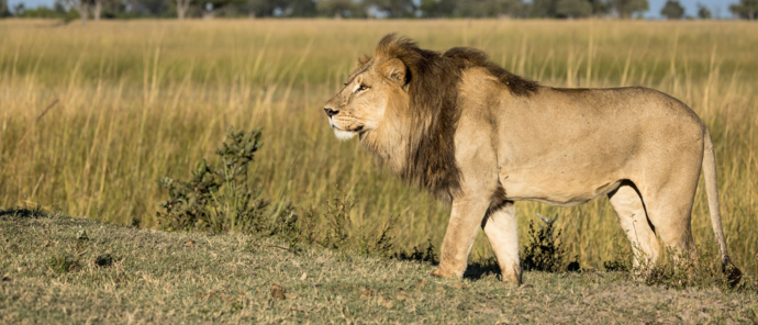 Machaba Monachira Camp Wildlife Sightings May 2025 Massive Male Lion Near Monachira