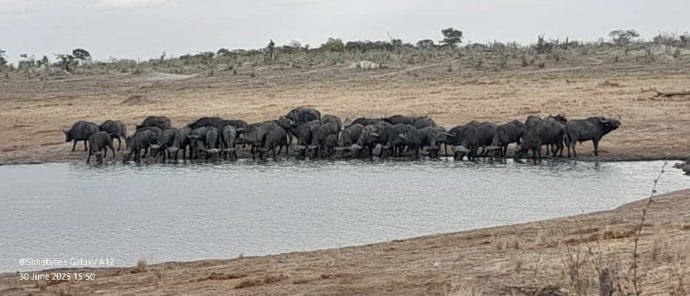 Machaba Verneys Camp Wildlife Sightings June 2025 Buffalo Drinking From Water Source Machaba Verneys Camp Wildlife Sightings June 2025 Buffalo Drinking From Water Source
