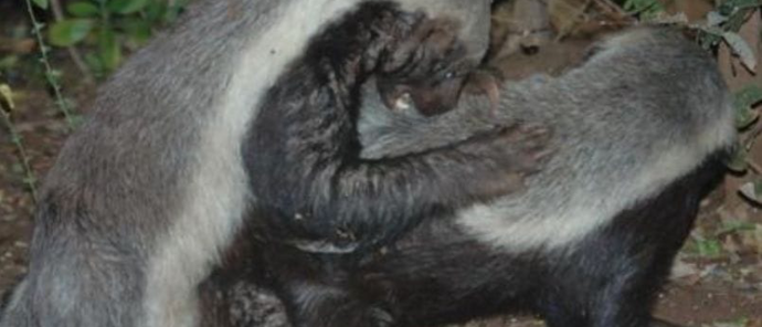 Machaba Monachira Camp Wildlife Sightings February 2026 Honey Badgers