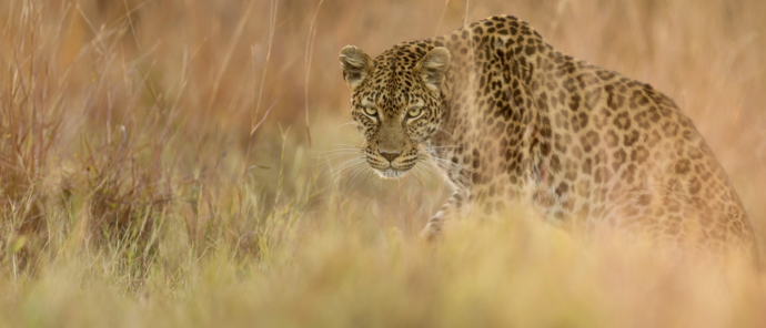 Machaba Camp Wildlife Sightings May 2026 Leopard Stalking Prey In Botswana