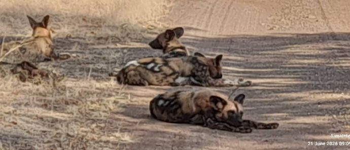 Machaba Verneys Camp Wildlife Sightings June 2026 Pack Of African Wild Dogs