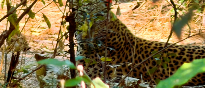 Machaba Ingwe Pan Camp Wildlife Sightings July 2026 Leopard Resting In The Bush