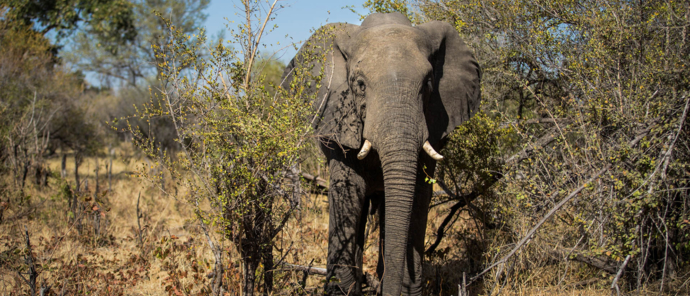 Botswana Okavango Delta Gomoti Camp Sightings May 2021 Elephant Botswana Okavango Delta Gomoti Camp Sightings May 2021 Elephant