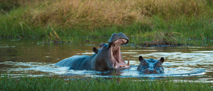 Botswana Okavango Delta Machaba Camp November Sightings Hippos Botswana Okavango Delta Machaba Camp November Sightings Hippos