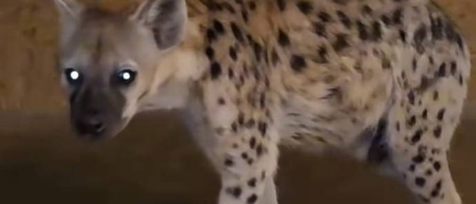 Machaba Ingwe Pan Camp Wildlife Sightings July 2025 Hyena Spotted In Camp Machaba Ingwe Pan Camp Wildlife Sightings July 2025 Hyena Spotted In Camp