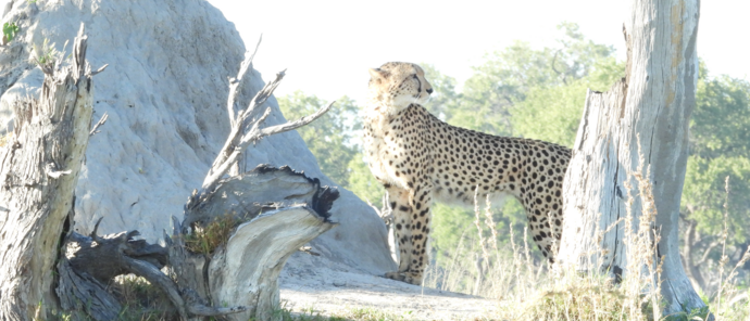 Machaba Kiri Camp Wildlife Sightings April 2026 Cheetah In The Okavango