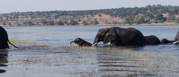 Machaba Ngoma Safari Lodge Wildlife Sightings July 2026 Elephant Herd Swimming