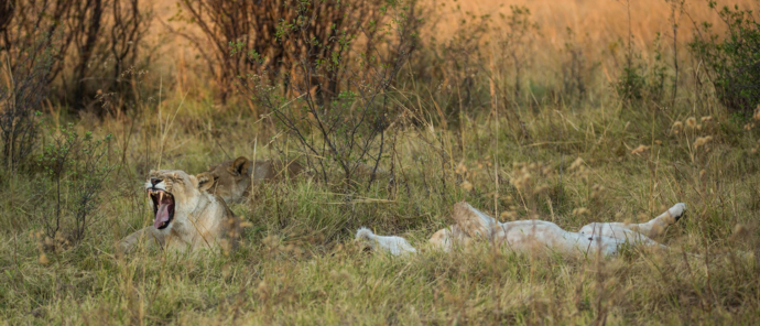 Botswana Okavango Delta Machaba Camp November Sightings Lioness Botswana Okavango Delta Machaba Camp November Sightings Lioness