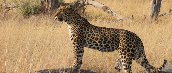 Botswana Gomoti Plains Leaopard Pose Botswana Gomoti Plains Leaopard Pose