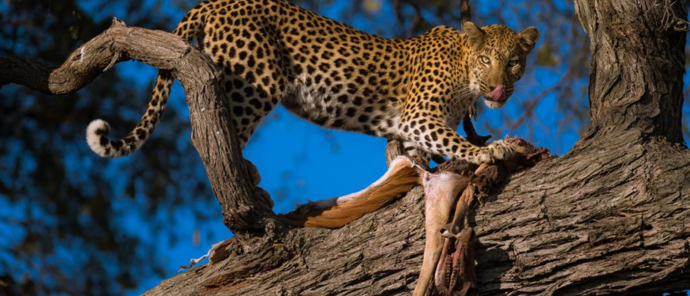 Machaba Camp Wildlife Sightings Aug 23 Leopard With Kill Machaba Camp Wildlife Sightings Aug 23 Leopard With Kill