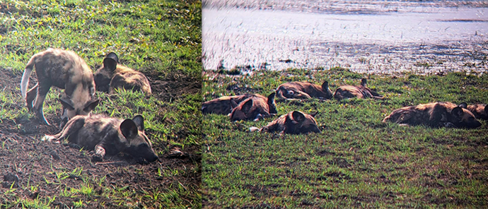 Machaba Safaris Botswana Kiri Camp Wild Dogs Machaba Safaris Botswana Kiri Camp Wild Dogs