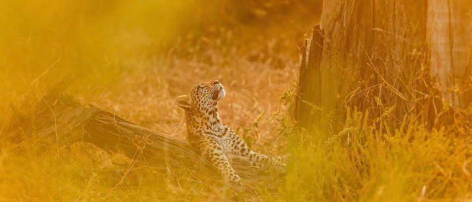 Leopard Machaba.jpg Leopard Machaba.jpg