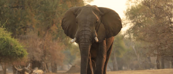 Machaba Mana River Camp Wildlife Sightings July 2025 Elephant In Mana Pools Forest Machaba Mana River Camp Wildlife Sightings July 2025 Elephant In Mana Pools Forest