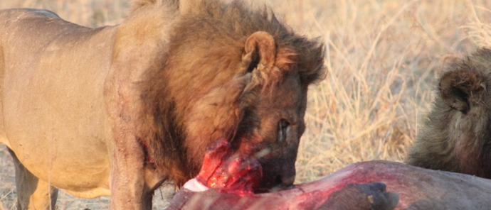 Machaba Deteema Springs Camp Wildlife Sightings August 2025 Lions Feeding On Hippo Machaba Deteema Springs Camp Wildlife Sightings August 2025 Lions Feeding On Hippo
