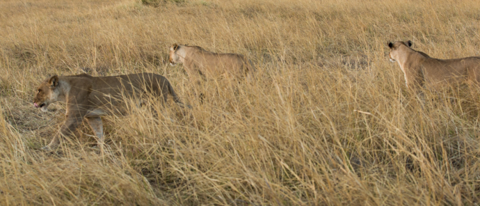 Machaba Deteema Springs Camp Wildlife Sightings April 2026 Lionesses Near Machaba
