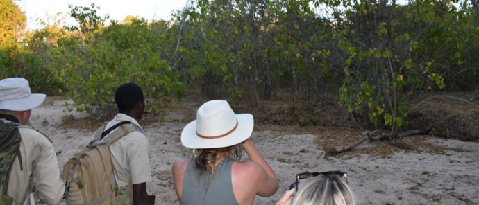 Zimbabwe Mana Pools Ingwe Pan Sightings July 2021 Zimbabwe Mana Pools Ingwe Pan Sightings July 2021