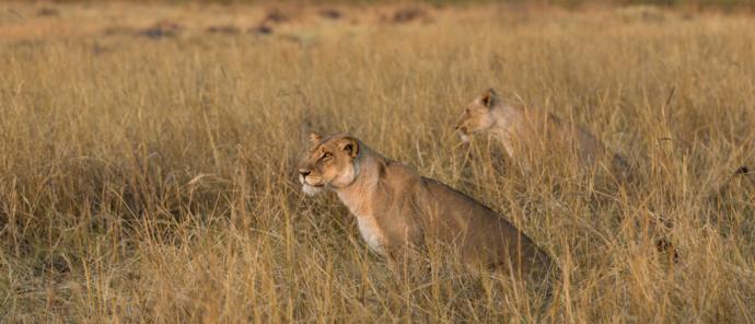 Machaba Safaris Machaba Camp Lions