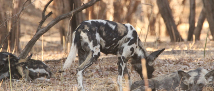 Wild Dog Mana River Camp.jpg Wild Dog Mana River Camp.jpg