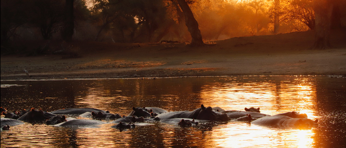 Ingwe Pan Wildlife Sightings September 2024 Hippos Ingwe Pan Wildlife Sightings September 2024 Hippos