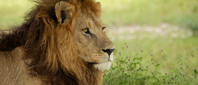 Botswana Monachira The Beauty Of Nature Lion