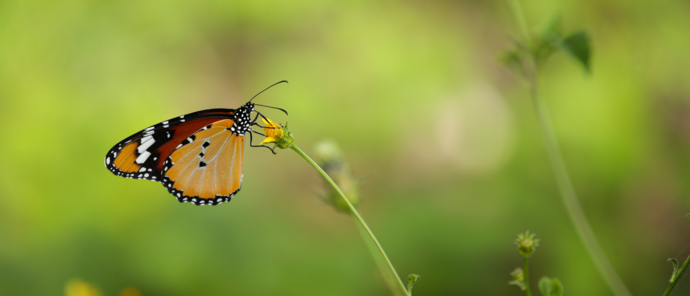 Botswana Monachira The Beauty Of Nature Butterfly