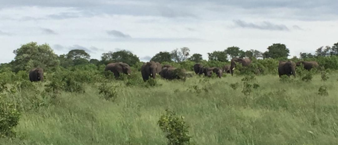Machaba Zimbabwe Hwange Verneys Camp Sighting February 2020 Elephants Machaba Zimbabwe Hwange Verneys Camp Sighting February 2020 Elephants