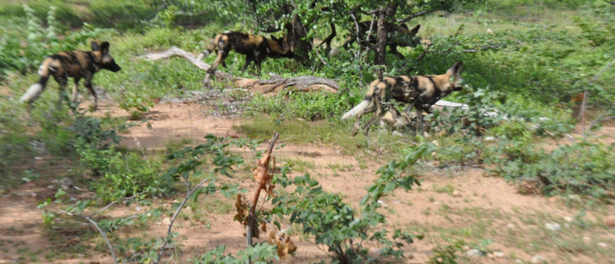 Botswana Okavango Delta Machaba Camp Sightings December 2021 Wild Dogs Botswana Okavango Delta Machaba Camp Sightings December 2021 Wild Dogs