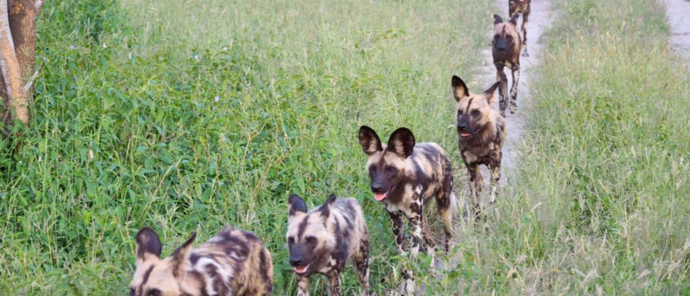 Machaba Safaris Botswana Safaris Gomoti Plains Willdife Stories September 2022 Wildlife Wild Dogs Machaba Safaris Botswana Safaris Gomoti Plains Willdife Stories September 2022 Wildlife Wild Dogs
