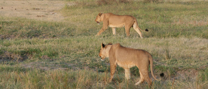 Machaba Safaris Ngoma Safari Lodge Lion Pride Machaba Safaris Ngoma Safari Lodge Lion Pride