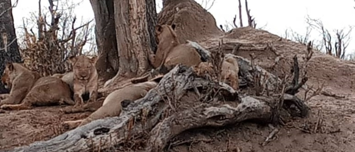 Machaba Deteema Springs Camp November Sightings Four Lionesses Machaba Deteema Springs Camp November Sightings Four Lionesses
