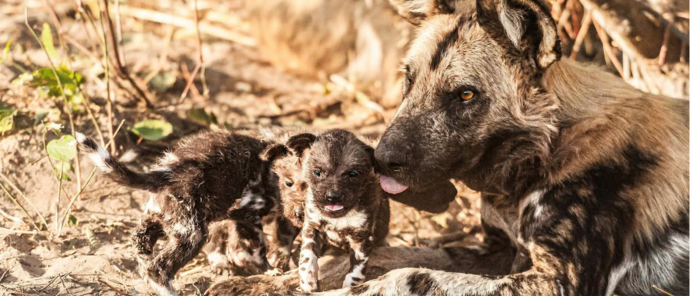 Machaba Camp Wildlife Sightings June 2025 African Wild Dog With Its New Pup Machaba Camp Wildlife Sightings June 2025 African Wild Dog With Its New Pup