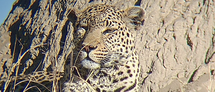 Machaba Monachira Camp Wildlife Sightings June 2025 Leopard Resting On Termite Mound Machaba Monachira Camp Wildlife Sightings June 2025 Leopard Resting On Termite Mound
