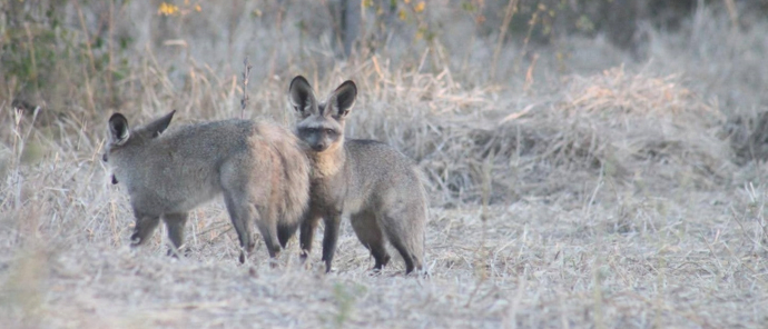Machaba Deteema Springs Camp Wildlife Sightings June 2025 Bat Eared Foxes Machaba Deteema Springs Camp Wildlife Sightings June 2025 Bat Eared Foxes