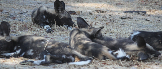 Machaba Ingwe Pan Camp Wildlife Sightings October 2025 Wild Dogs Resting