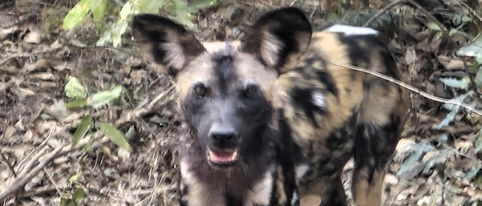 Machaba Ingwe Pan Camp Wildlife Sightings July 2026 African Wild Dog Near Ingwe