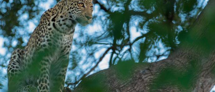 Machaba Botswana Okavango Delta Machaba Camp Sightings January 2020 Leopard Machaba Botswana Okavango Delta Machaba Camp Sightings January 2020 Leopard