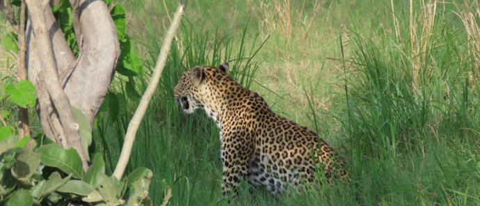 Machaba Botswana Okavango Delta Machaba Camp Leopard Machaba Botswana Okavango Delta Machaba Camp Leopard
