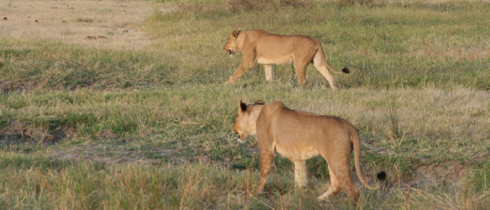 A pride of lions comes into view on safari at Ngoma. A pride of lions comes into view on safari at Ngoma.