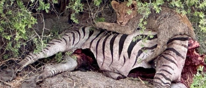 Machaba Kiri Camp Wildlife Sightings October 2025 Lion Cub On Zebra Carcass