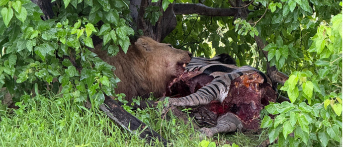 Machaba Monachira Camp Wildlife Sightings January 2026 Lion Feeding On Zebra