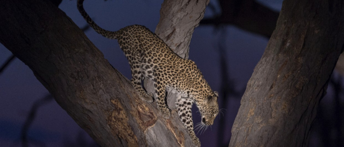 Machaba Safaris Okavango Delta Night Safari Leopard