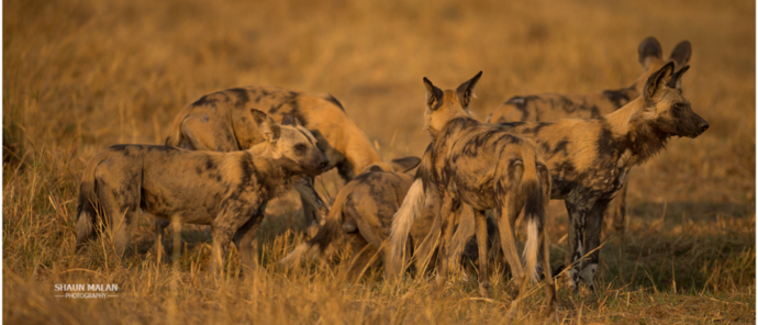 Machaba Camp Botswana Okavango Delta Little Machaba Camp Wild Dogs Sightings September 2019 Machaba Camp Botswana Okavango Delta Little Machaba Camp Wild Dogs Sightings September 2019