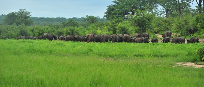 Zimbabwe Hwange National Park Deteema Springs Camp Wildlife Sightings December 2020 Buffalo Herd Zimbabwe Hwange National Park Deteema Springs Camp Wildlife Sightings December 2020 Buffalo Herd