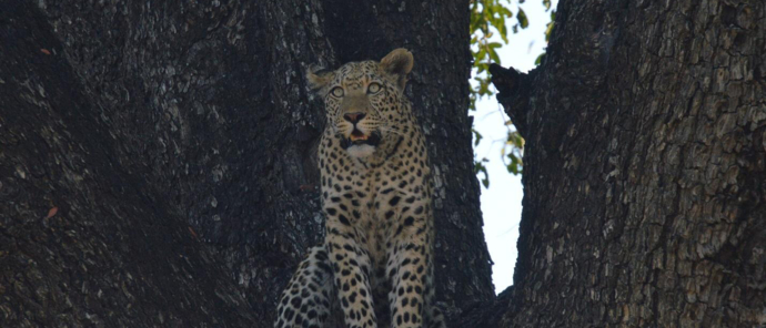 Machaba Safaris Botswana Kiri Camp Leopard In Tree Machaba Safaris Botswana Kiri Camp Leopard In Tree