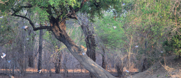 Machaba Safaris Zimbabwe Mana Pools Ingwe Pan Stories Oct 2023 Mana Scene Machaba Safaris Zimbabwe Mana Pools Ingwe Pan Stories Oct 2023 Mana Scene