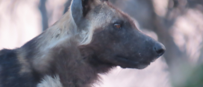 Machaba Kiri Camp Wildlife Stories November 2025 Wild Dog